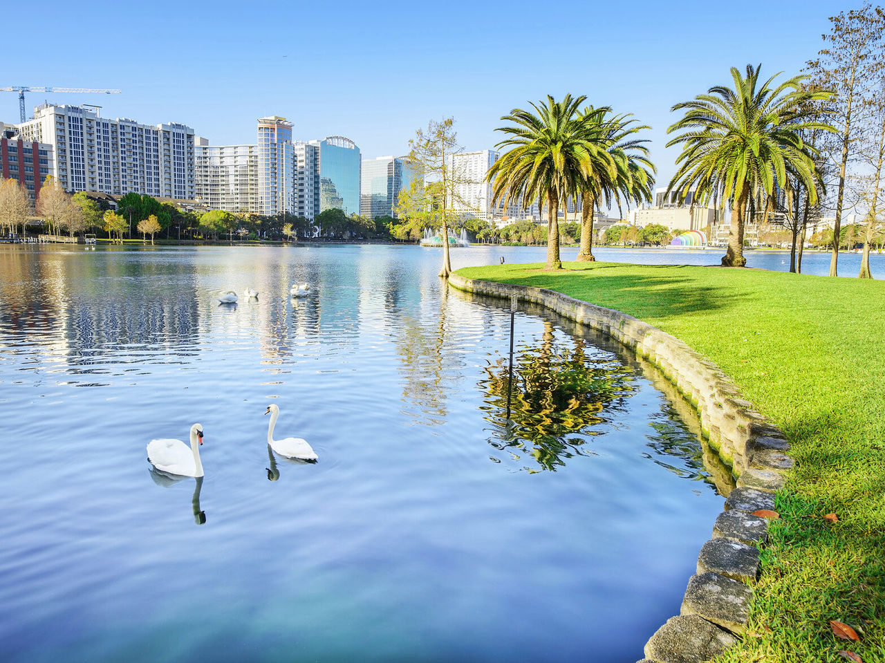 Paisaje urbano con un lago tranquilo, rodeado de palmeras y cisnes blancos, con la ciudad de Orlando al fondo