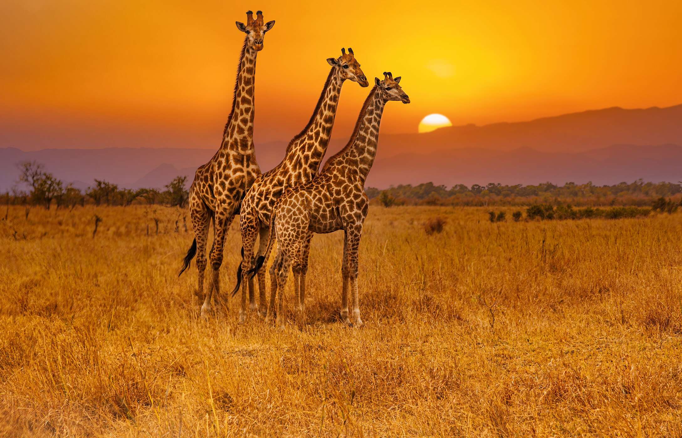 Watching giraffes in Kruger Park is a magical experience, especially seeing them against the backdrop of the vast savannas