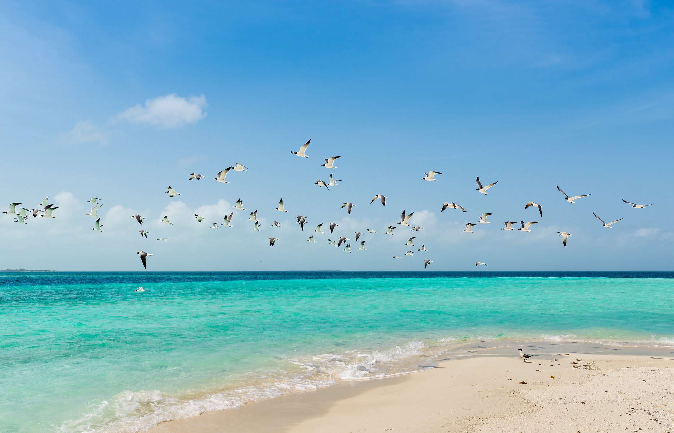 Vista de la playa del archipiélago de Los Roques en Venezuela, con una bandada de aves volando sobre sus aguas cristalinas.