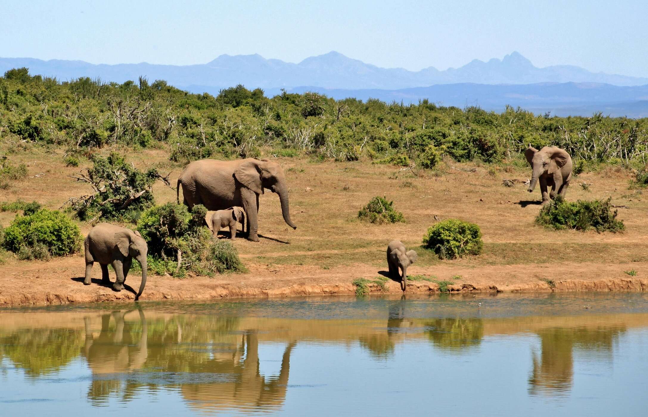 Des éléphants au Parc National Kruger avec leurs petits s'approchent pour boire de l'eau
