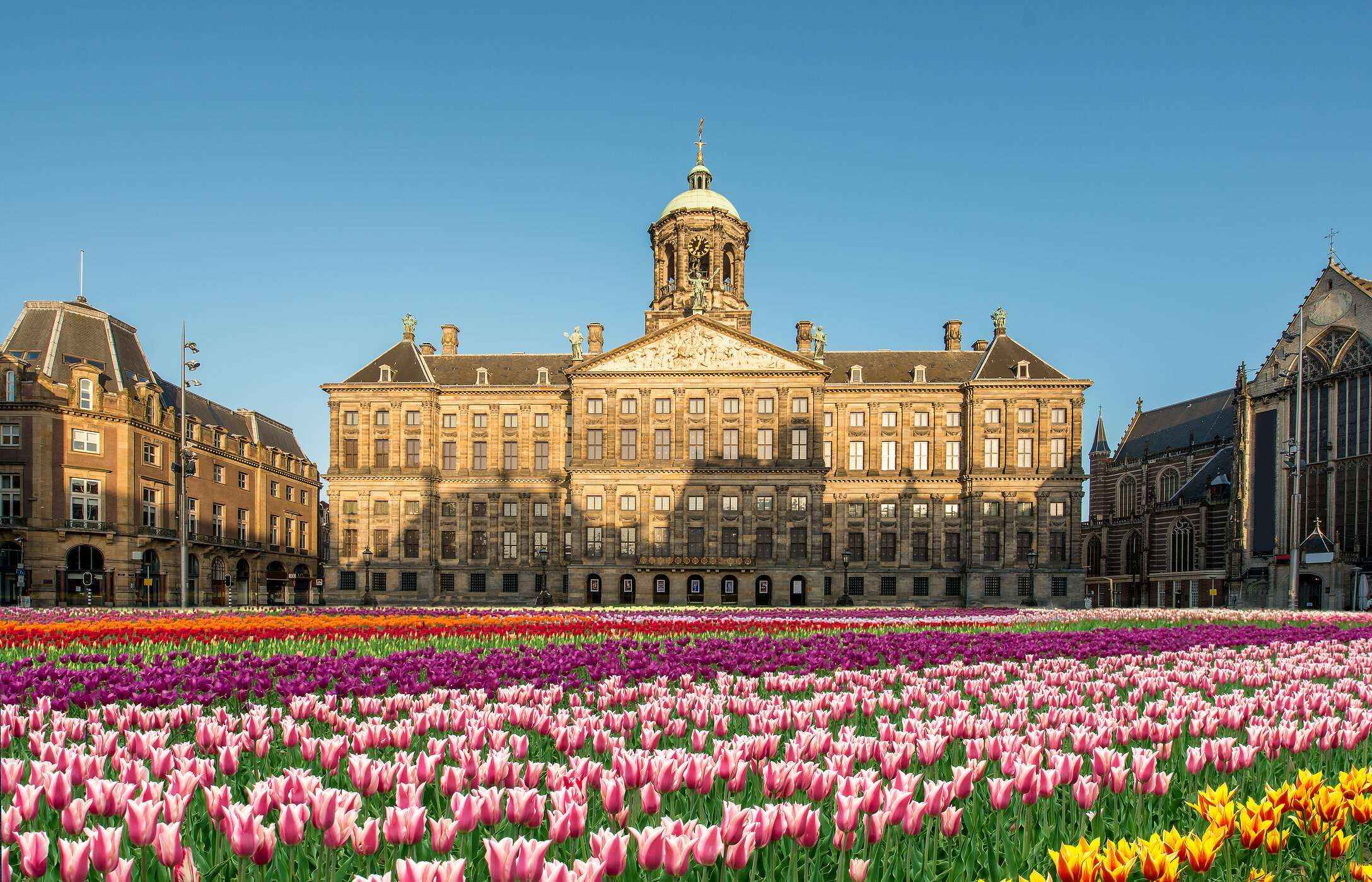 Palais Royal d'Amsterdam, une imposante construction en brique avec un tapis vibrant de tulipes colorées