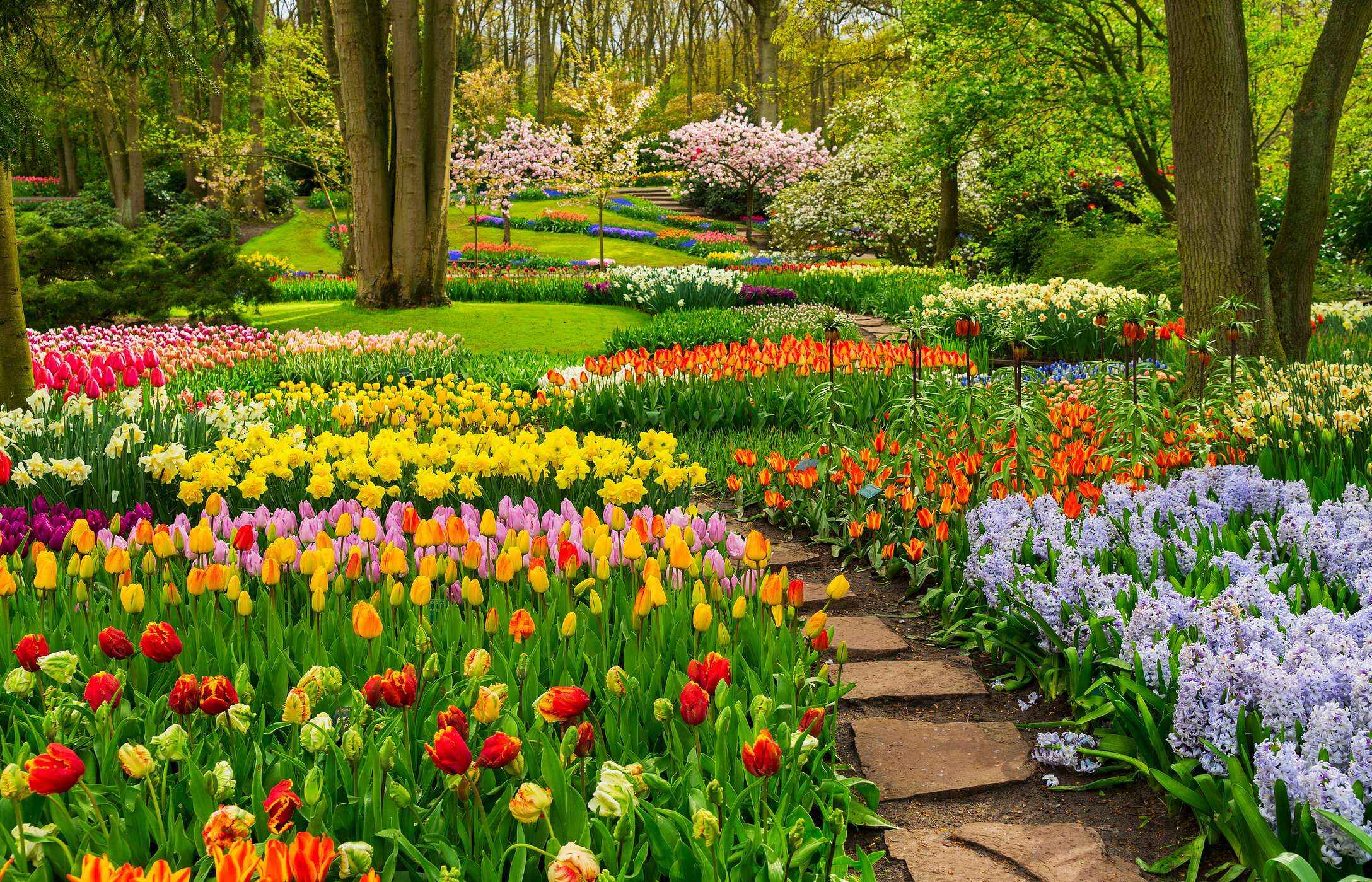Keukenhof à Lisse, Pays-Bas, avec des tulipes de diverses couleurs, un chemin de pierres et de la végétation.