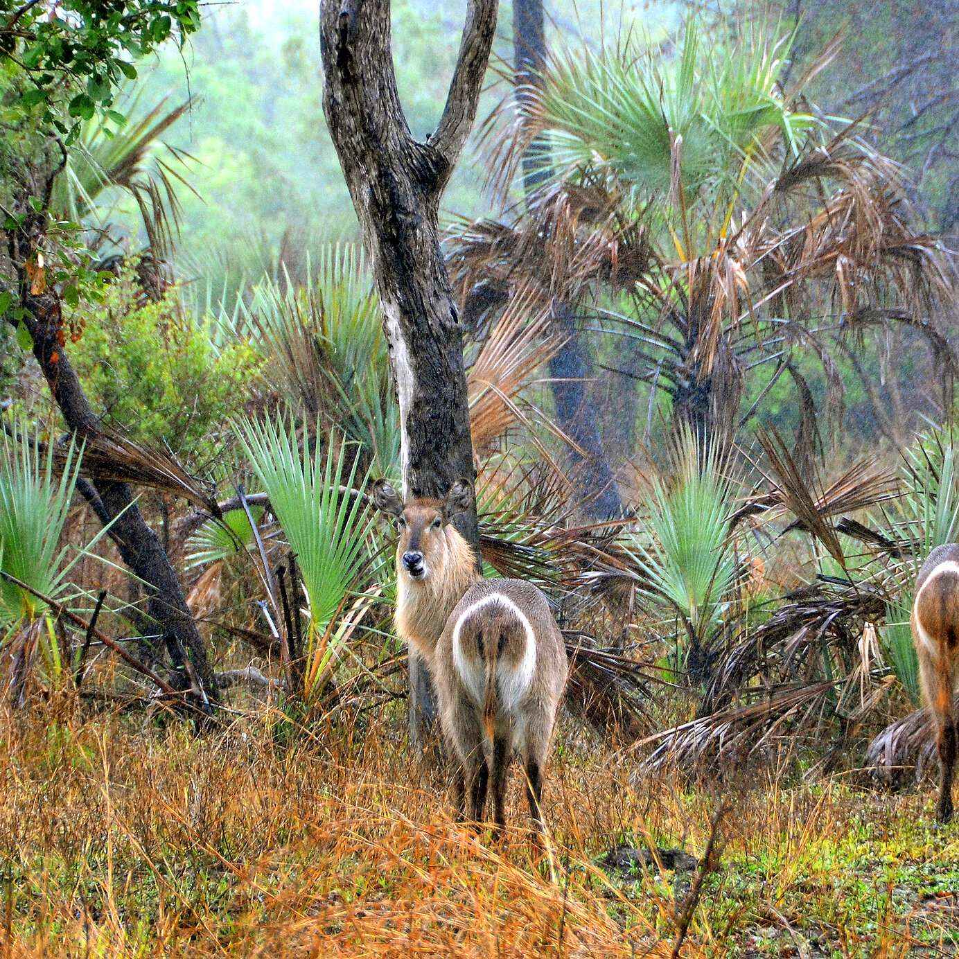 Verblijf in een Pestana-hotel en verken het Gorongosa National Park in Mozambique, vol met vegetatie en wilde dieren.