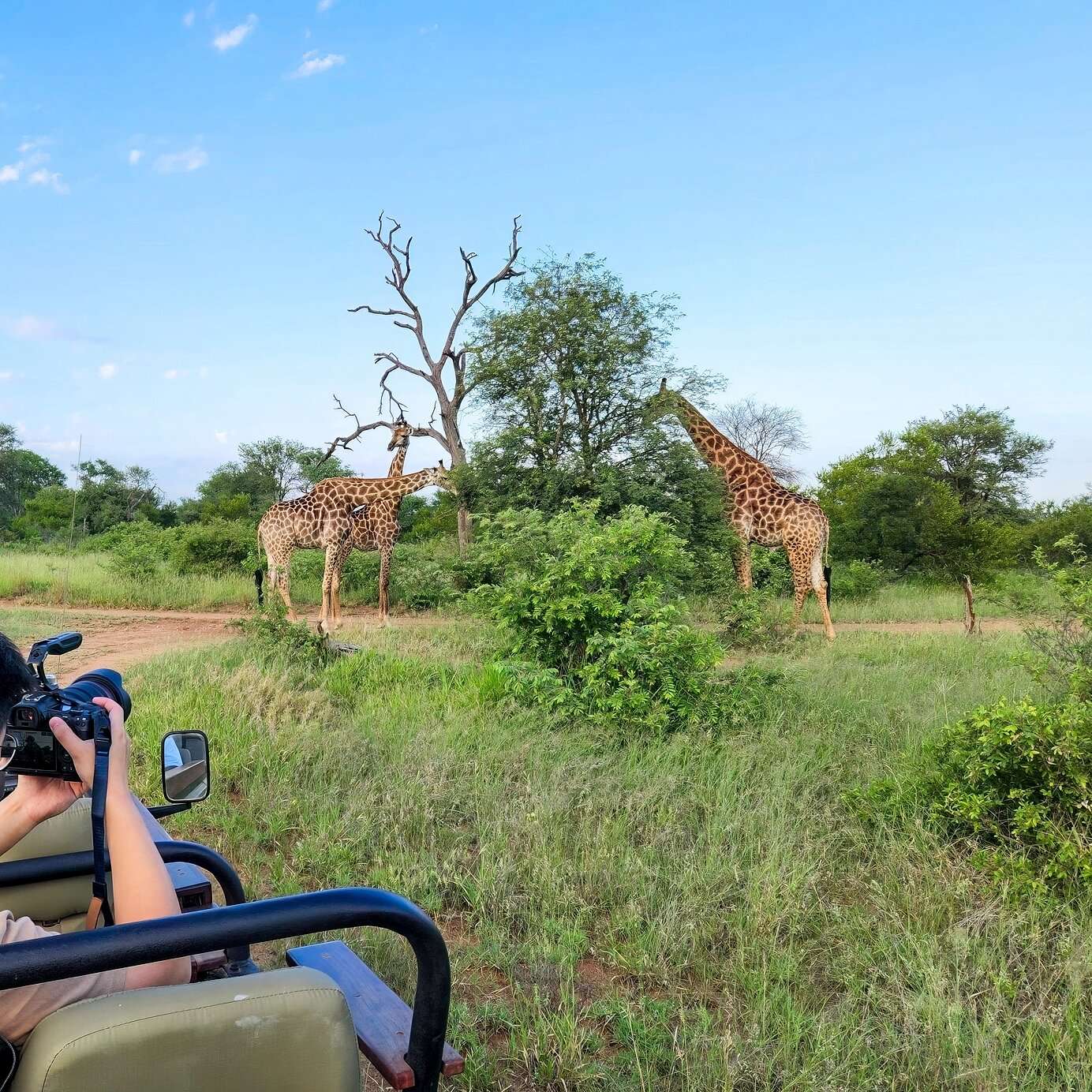 Fique num hotel Pestana onde pode sair num safari pela manhã, e observar girafas no seu habitat natural