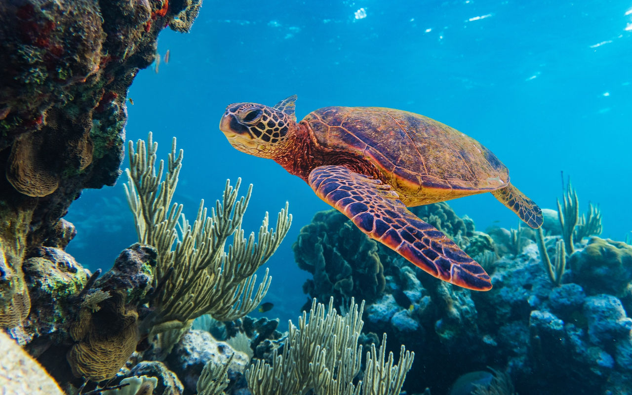 Entdecken Sie auf Pestana Stories unsere Tipps für Ihre nächste Reise nach Bazaruto