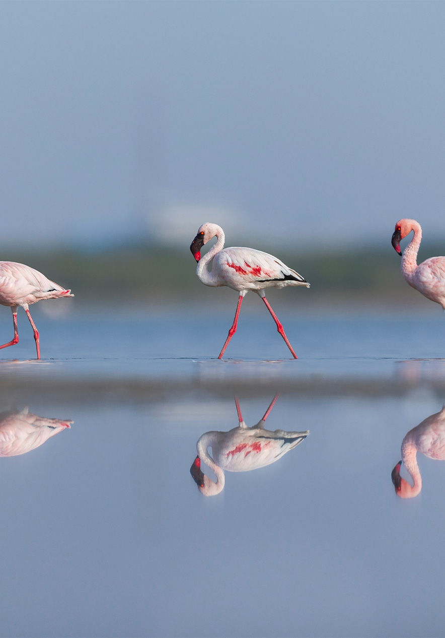 Flamingo's bij Insel Bazaruto genieten van het landschap en beleven een onvergetelijke natuurervaring