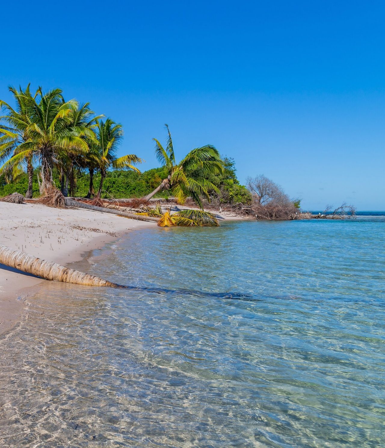 Strand in Maputo, mit mehreren verstreuten Palmen und kristallklarem, ruhigem blauem Wasser, das sich mit dem Sand vermischt