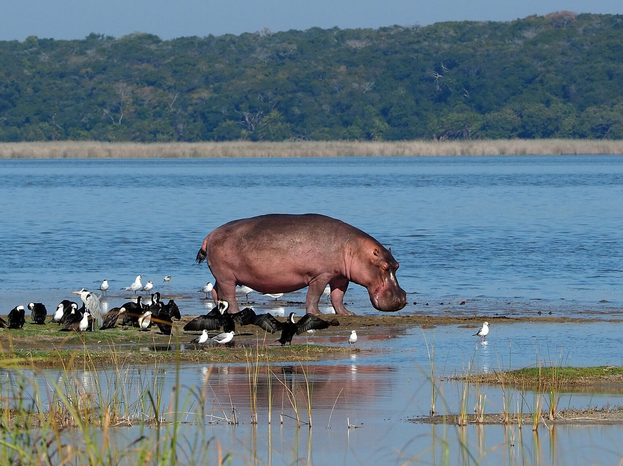 Geschützter Bereich in Mosambik mit vielfältiger Tierwelt, Flusspferde im Wasser, begleitet von verschiedenen Vögeln