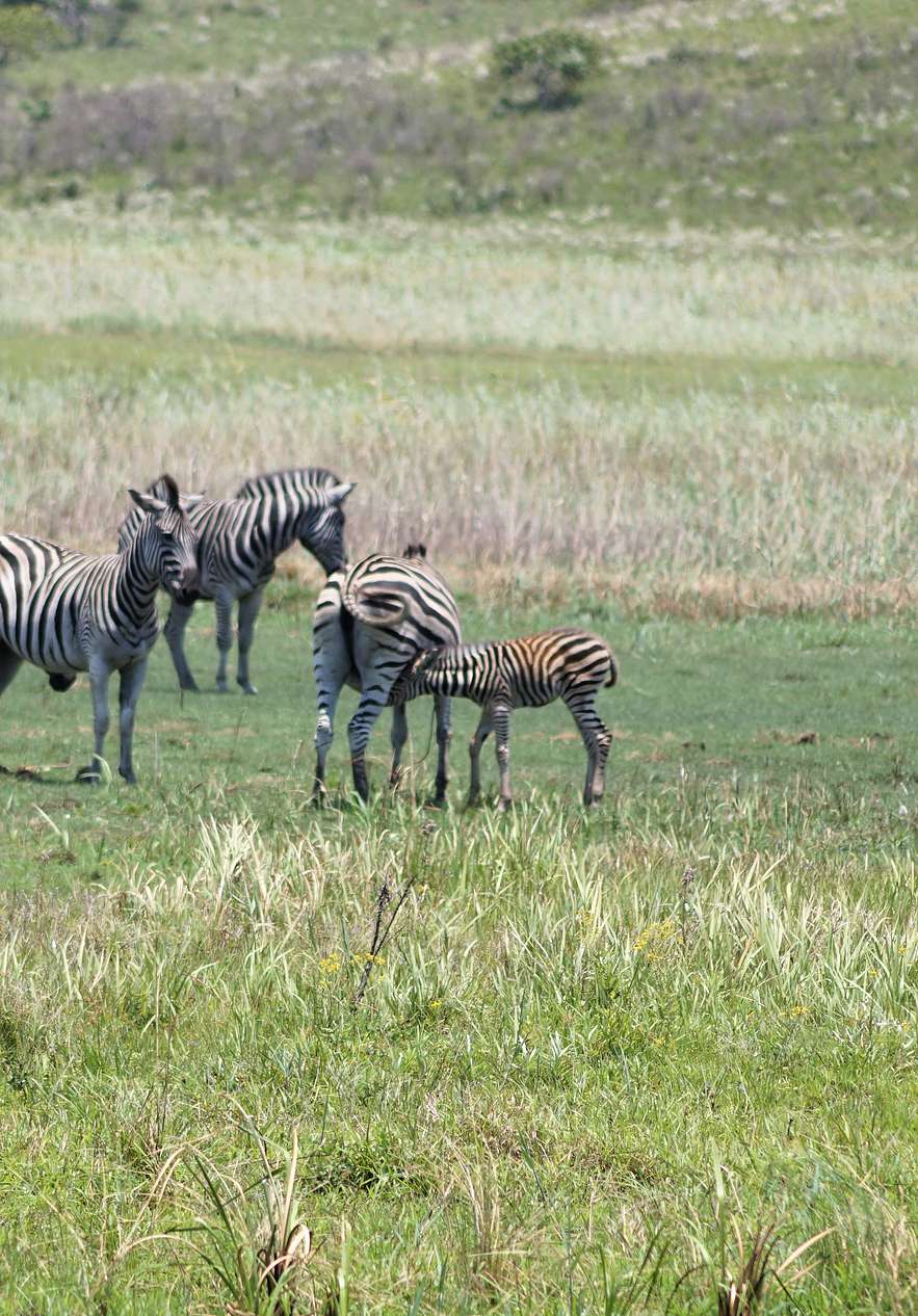 Sonderreservat in Mosambik, mit einer Vielzahl von Wildtieren wie Zebras in ihrem natürlichen Lebensraum