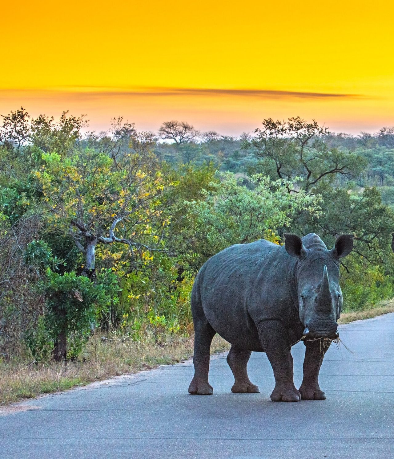 Ein Nashorn, das im Kruger-Nationalpark aufmerksam schaut, umgeben von Vegetation und einem Sonnenuntergang im Hintergrund