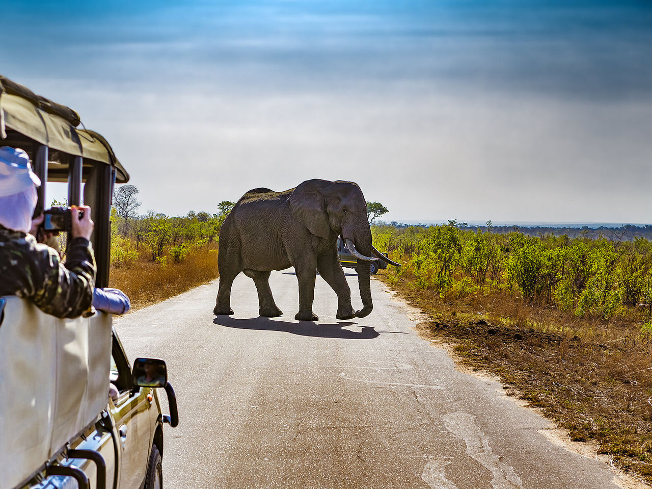 Elefanten im Kruger-Park schaffen eine imposante Präsenz mit ihren großen Ohren und beeindruckenden Stoßzähnen
