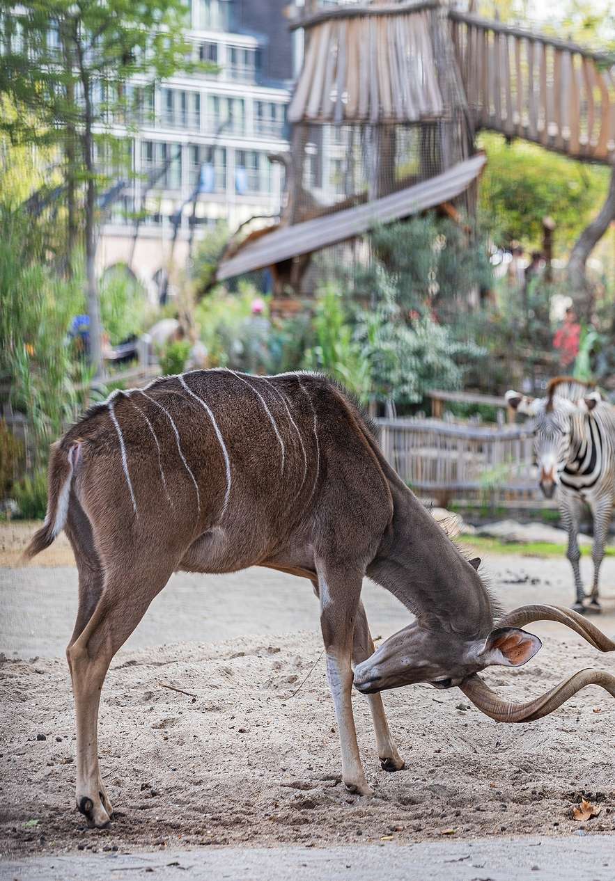 Foto eines Tieres im Artis Zoo in Amsterdam, das sich am Boden kratzt, mit einem Zebra im Hintergrund