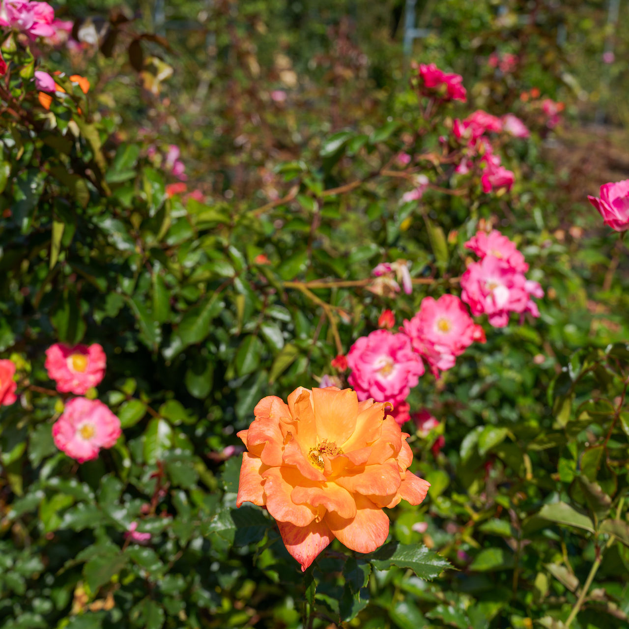 Verschiedene orange und pinke Rosen mit umgebender Vegetation und Bögen im Hintergrund für die Pflanzenanordnung