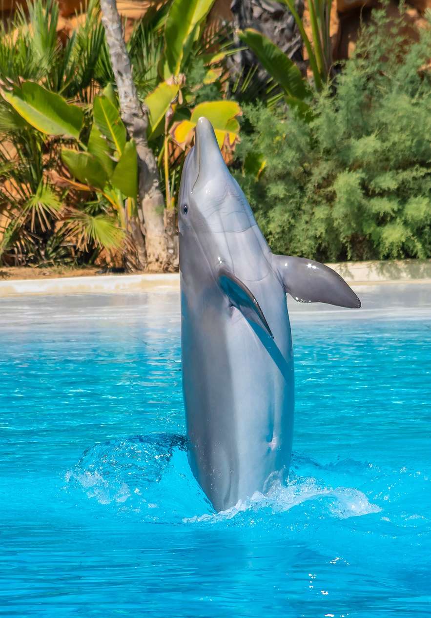 Dolphin swimming at Zoomarine water park mid-jump displaying its bluish-gray body in the pool