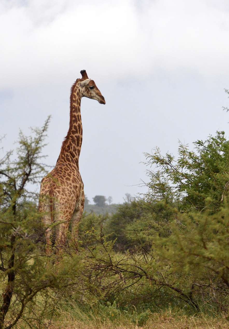 Una jirafa avistada en el Parque Kruger, destacándose contra el horizonte africano