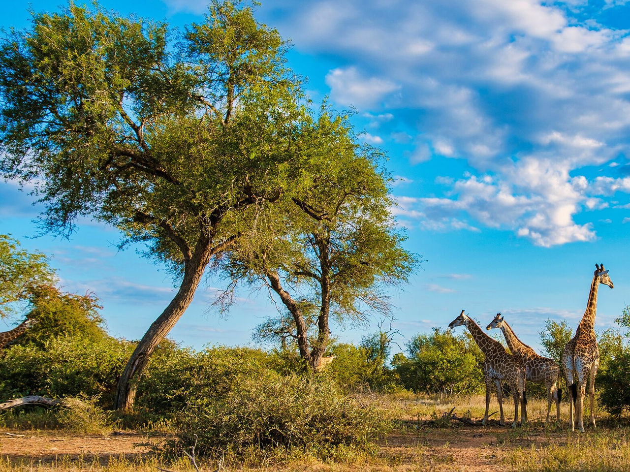 Les girafes du parc Kruger enchantent par leur élégance, broutant sereinement parmi les hauts arbres de la savane