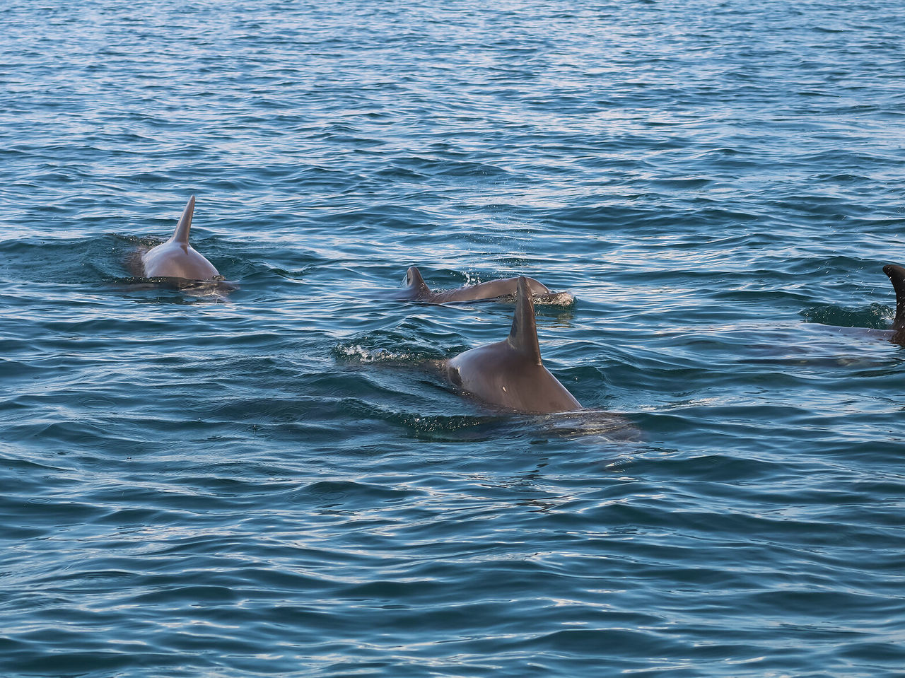 Un groupe de dauphins nageant dans les eaux turquoise de Bazaruto, regardant à la surface de l'eau