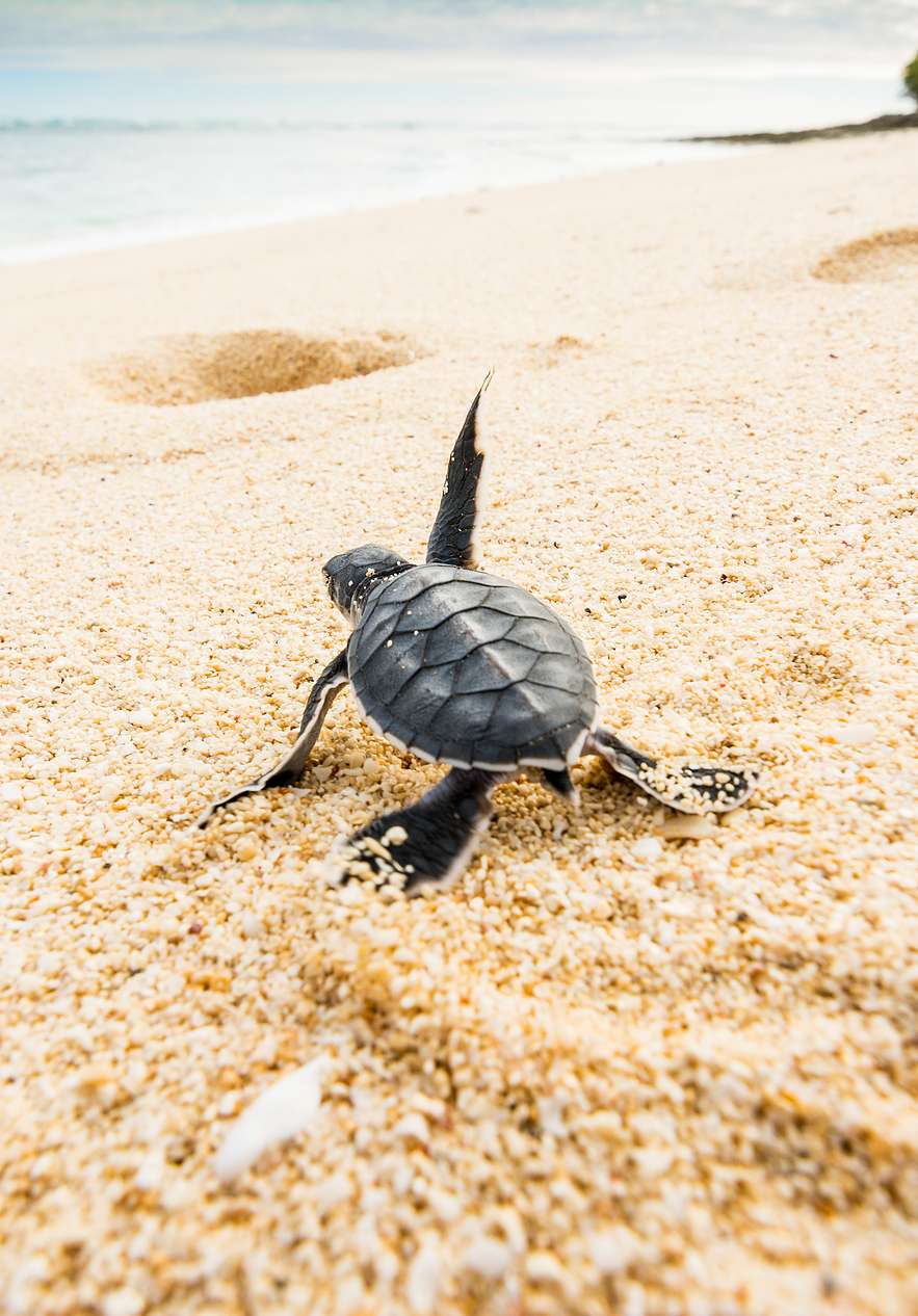 Tortue bébé sur la plage d'Ilhéu das Rolas, marchant sur le sable clair en direction de la mer bleue