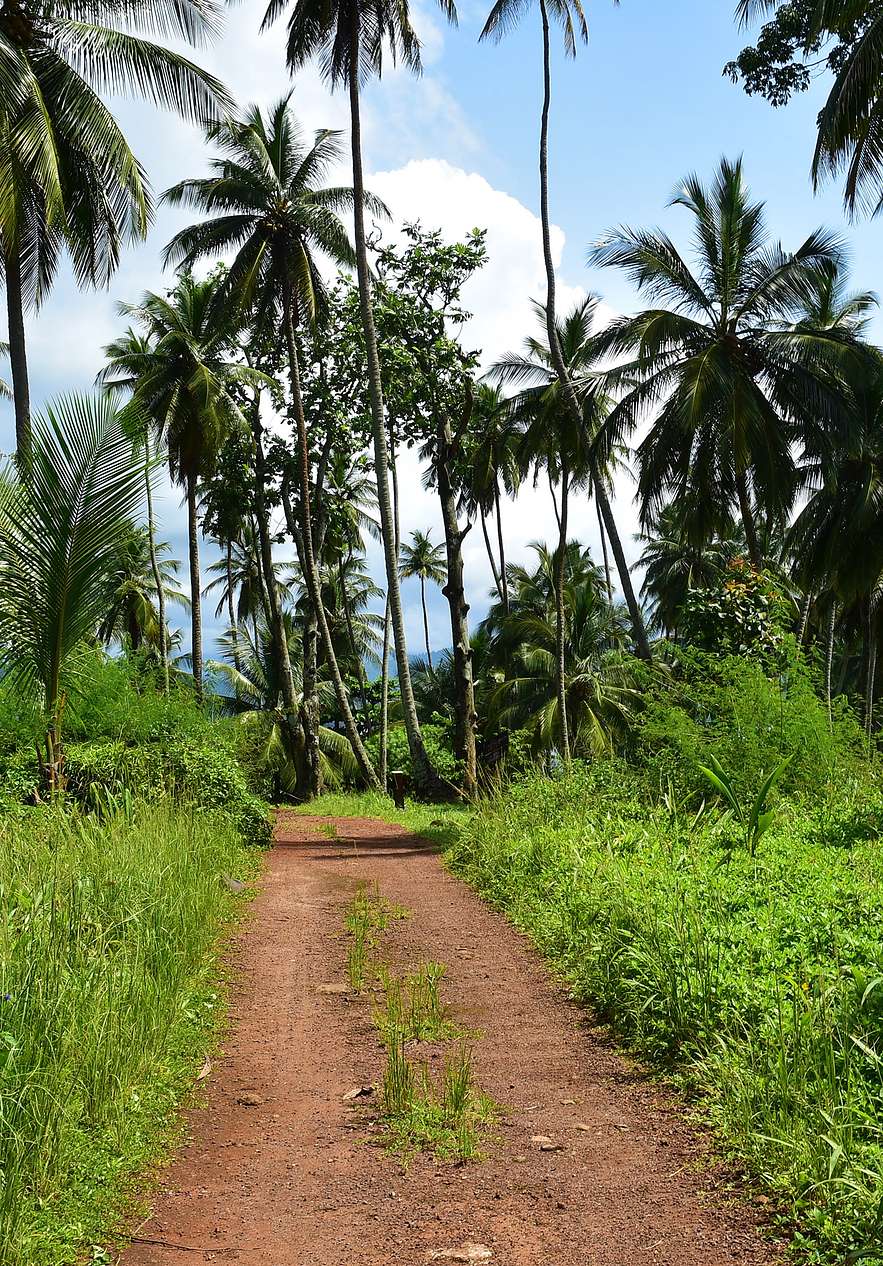 Sentiers de randonnée entourés de paysages tropicaux avec des palmiers et un ciel bleu à Ilhéu das Rolas