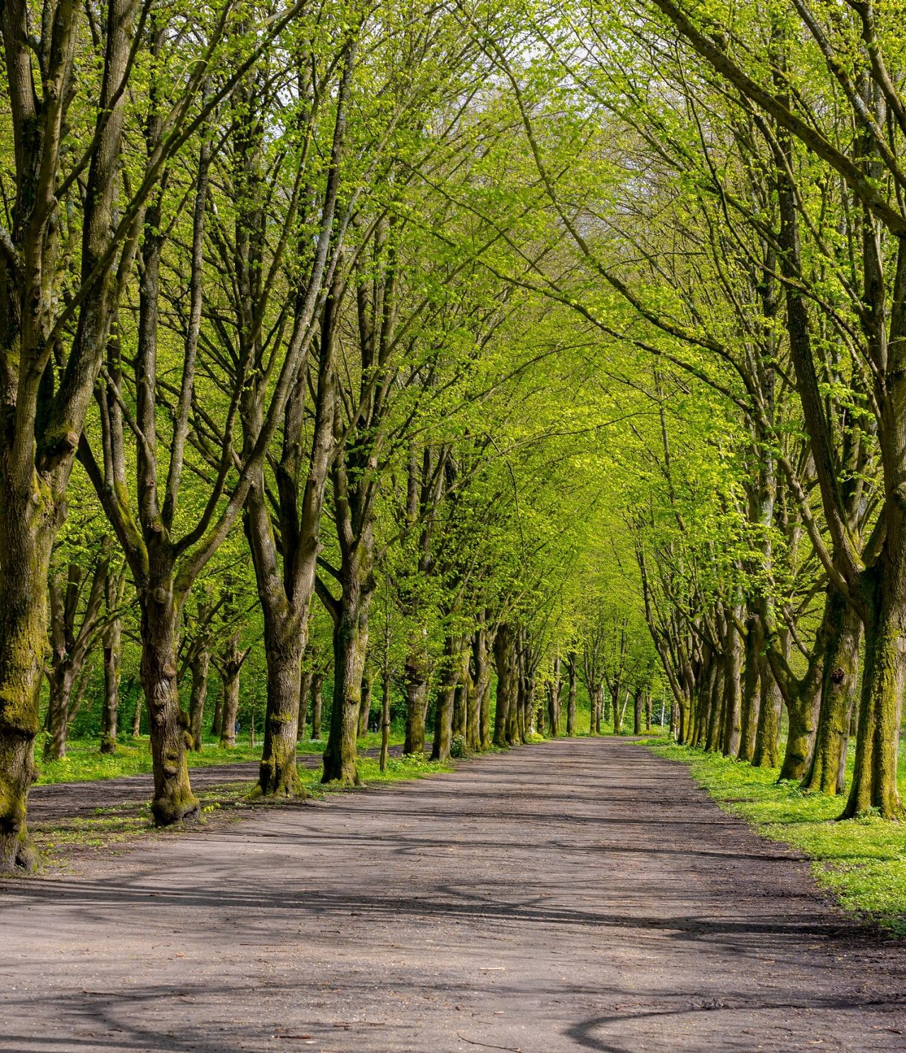 Longue et étroite route bordée de grands arbres, entourée d'herbe et avec de la lumière passant à travers la canopée