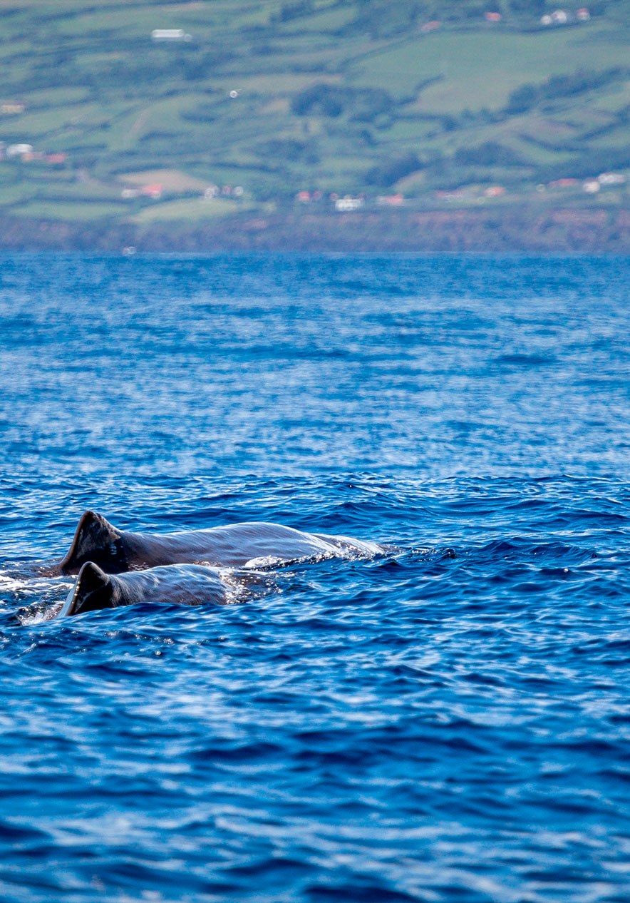 Partie supérieure de deux baleines, observées depuis un bateau permettant l'observation des cétacés