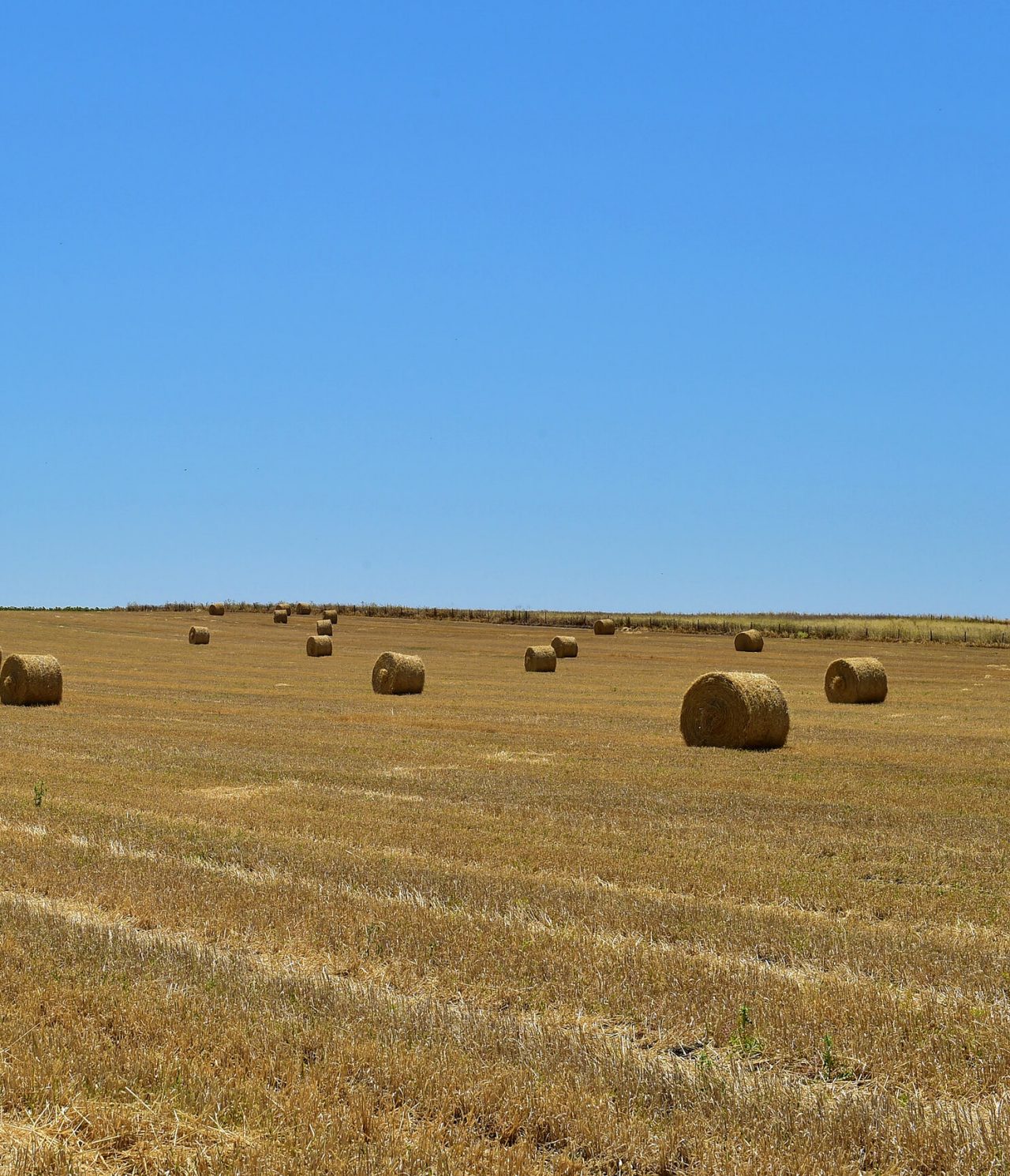 Paysage rural d'un champ de bottes de foin dans la région de l'Alentejo, sous un ciel bleu