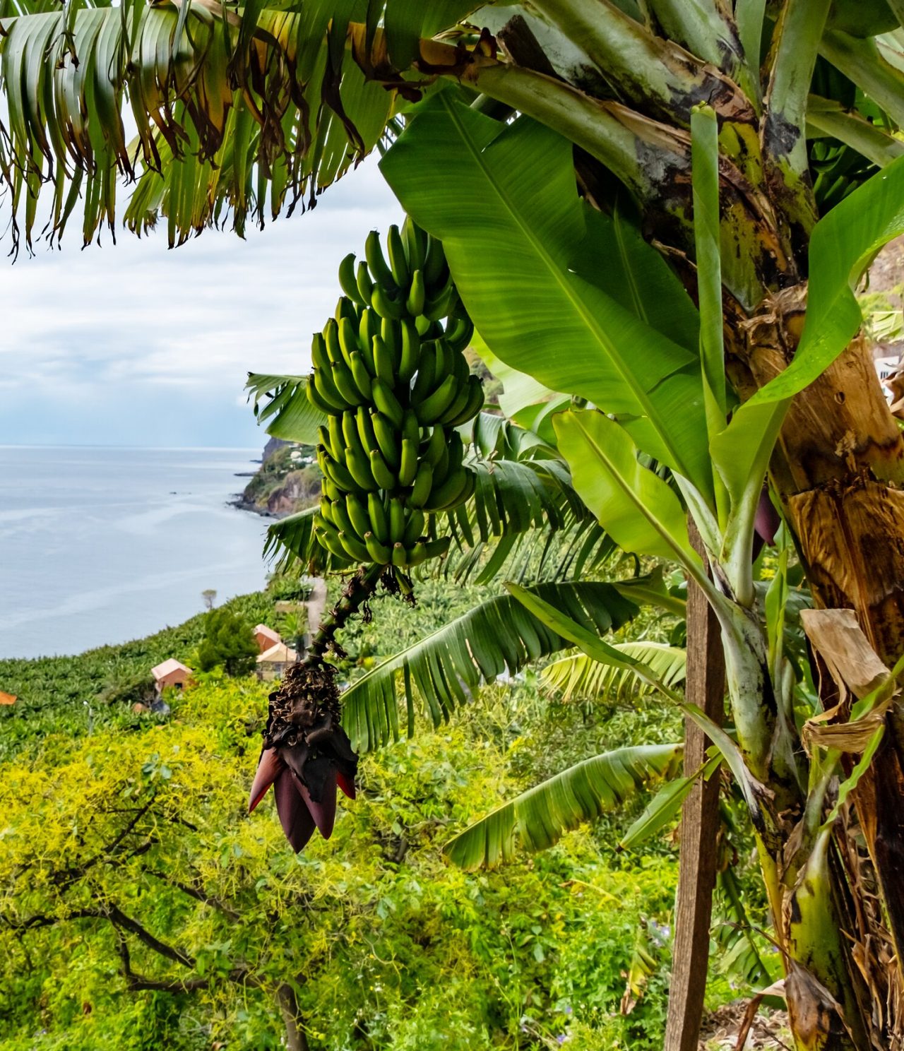 Bananier au milieu de la végétation sur l'île de Madère, avec vue sur la mer