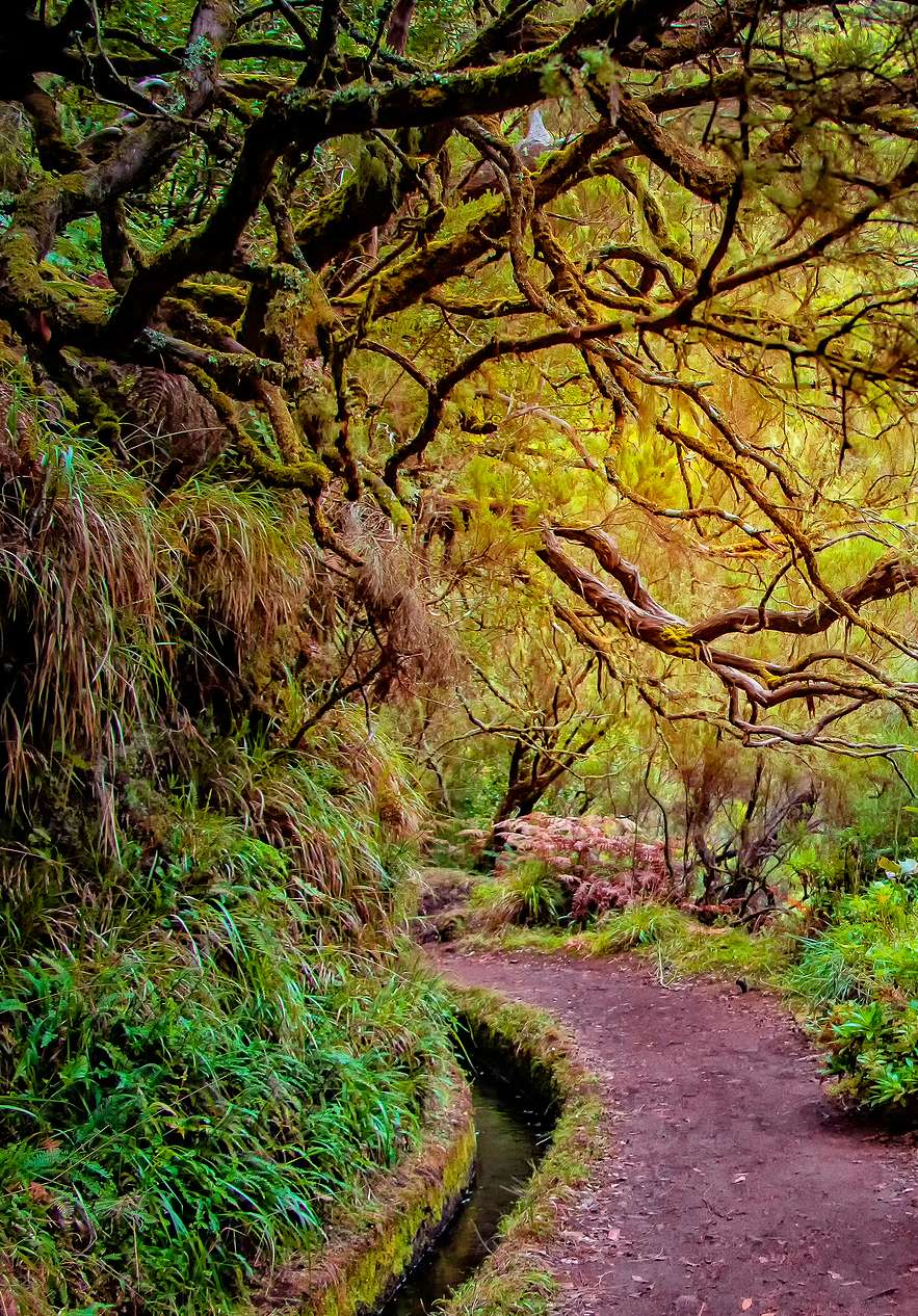 Restez au Pestana Madeira Beach Club et explorez la Laurissilva de Madère, avec sa biodiversité élevée