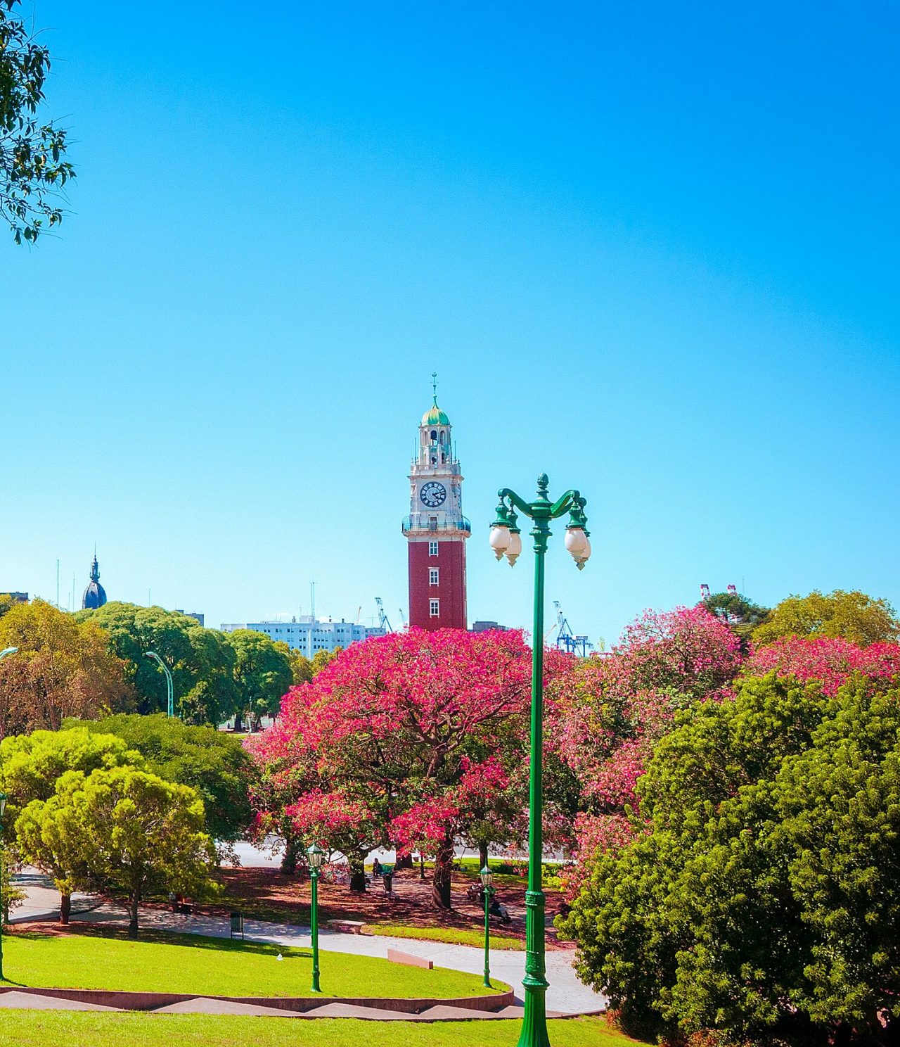 Vue de la Plaza de Mayo à Buenos Aires, avec le Cabildo en arrière-plan, des arbres en fleurs et le drapeau argentin