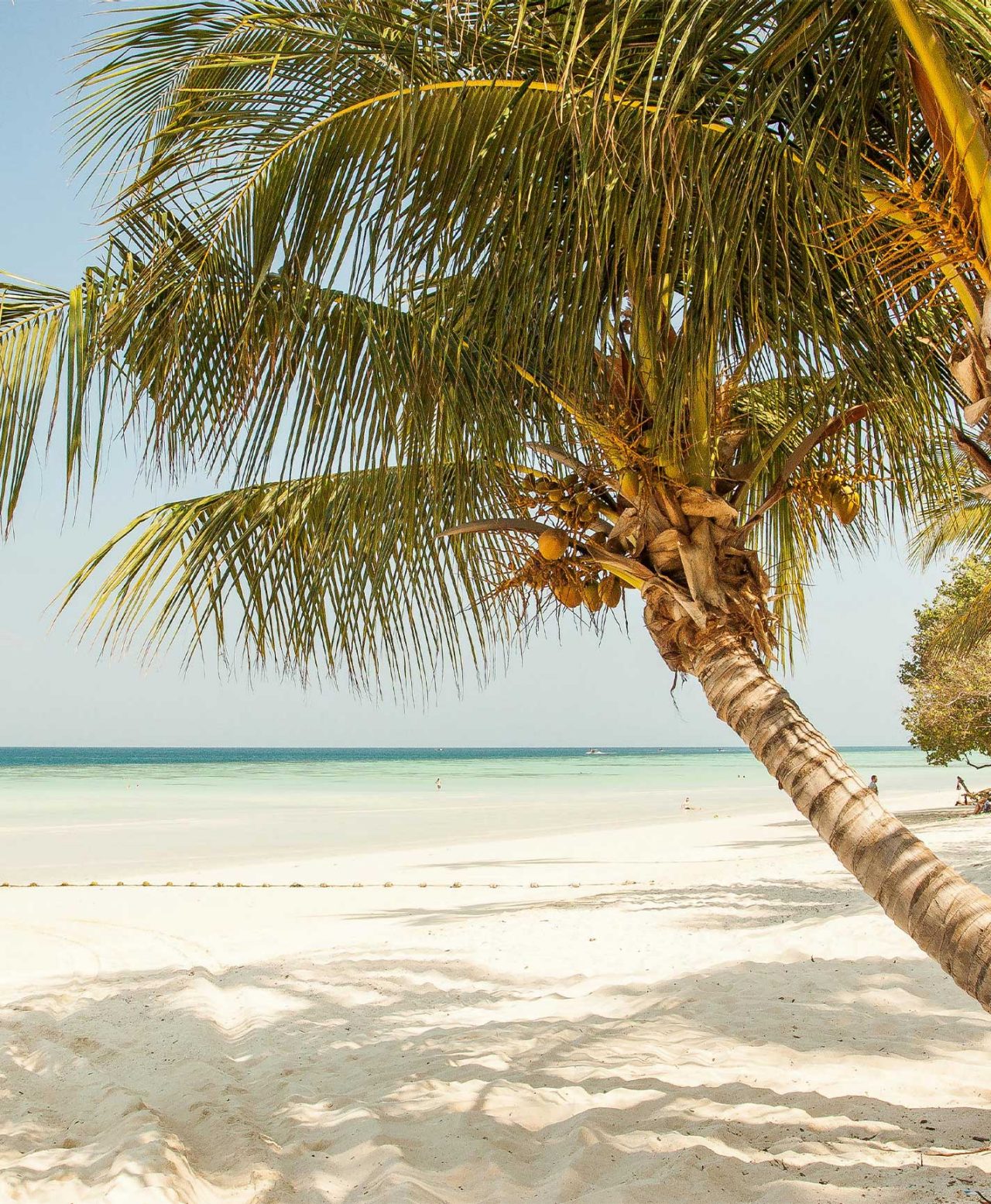 Plage paradisiaque, avec du sable blanc, de l'eau bleue et des palmiers, d'un hôtel de la marque Pestana Hotels & Resorts