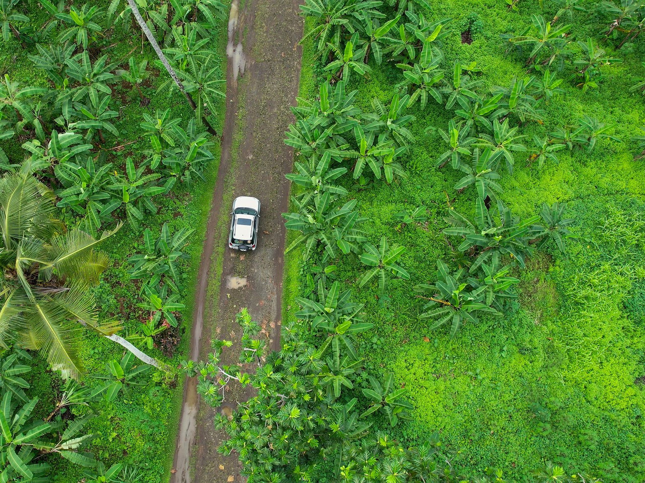 Desloque-se de carro pela ilha de São Tomé, em estradas pelo meio da natureza 
