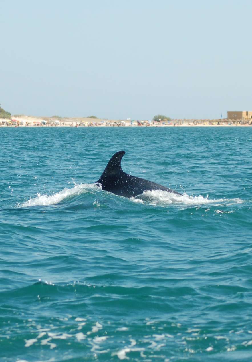Parte superior de um golfinho avistado de um barco, muito próximo, com a praia ao longe e alguns prédios em redor