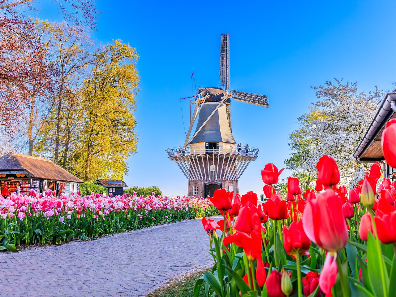Traditional Dutch wooden windmill located in an open field surrounded by red and pink tulips in Amsterdam