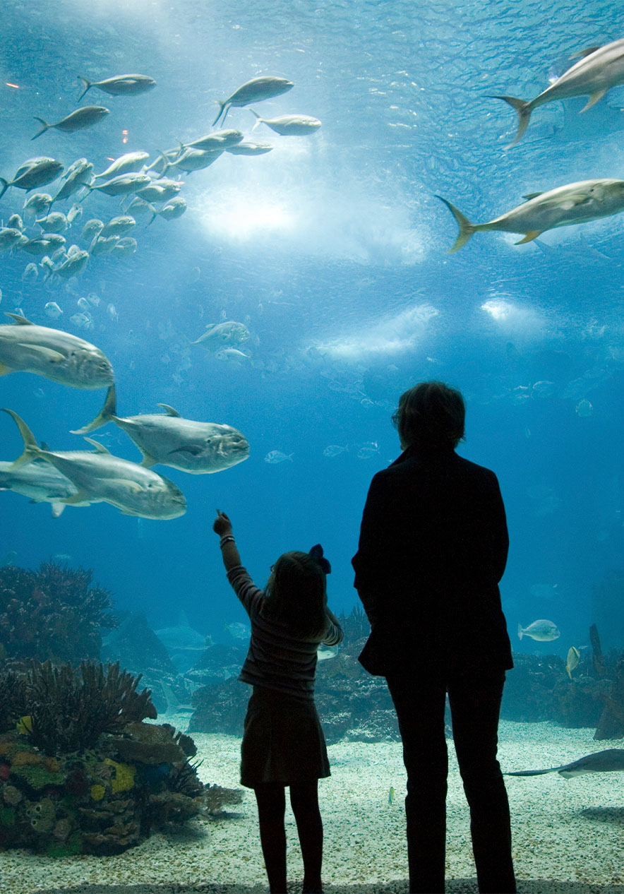 A child pointing and an adult next to her in front of the aquarium with various fish algae corals and sand on the floor
